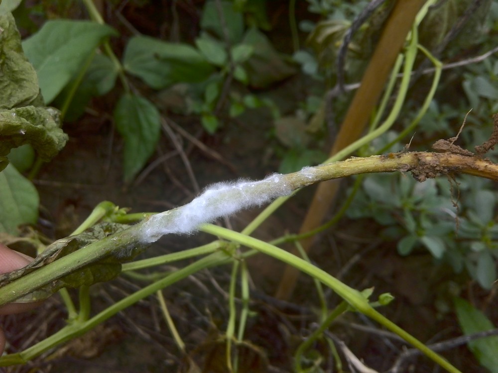 阴雨潮湿豇豆菌核病发作及时喷洒茎基部防治