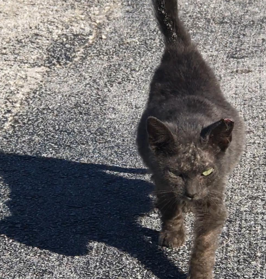 邋遢流浪猫蹲在马路上 小伙下车去救猫 流浪猫却主动上了他的车 腾讯新闻