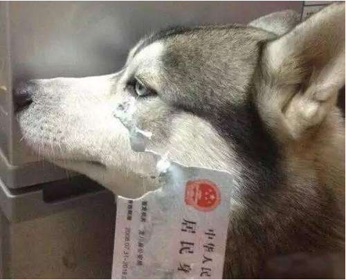 五天將哈士奇訓練成警犬areyoukiddingme