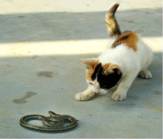 农村常见猫抓蛇,猫为什么不怕凶残的毒蛇,看完长知识了