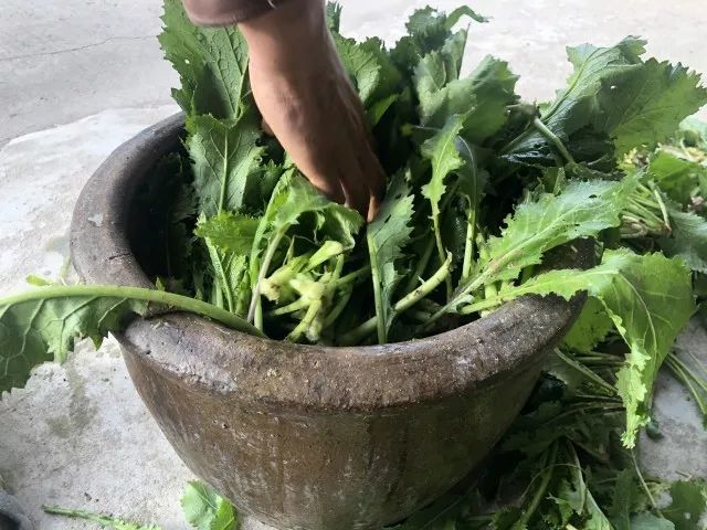 老苏州每年都要腌的咸菜,到底有多好吃?吃过的人都说