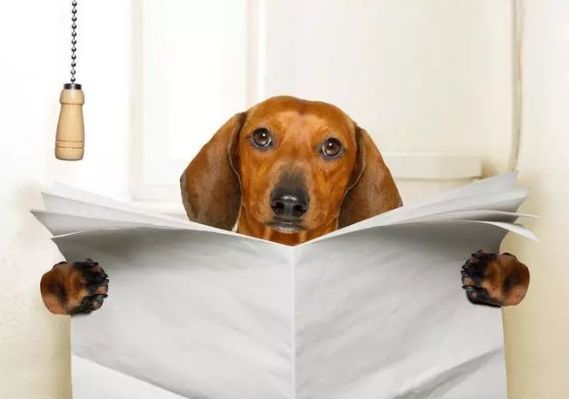 辟谣 狗狗肠胃好不会便秘 那你就错了 兽医教你这样改善 腾讯新闻