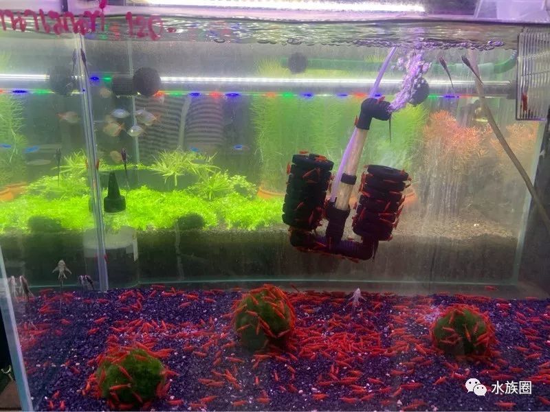 探秘泰国曼谷水族市场 腾讯新闻