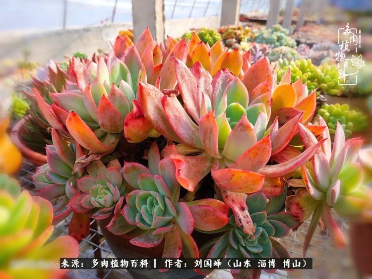 初冬 带你领略多肉展上看不到的 惊艳 你准备好了吗 腾讯新闻