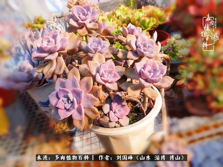 初冬 带你领略多肉展上看不到的 惊艳 你准备好了吗 腾讯新闻