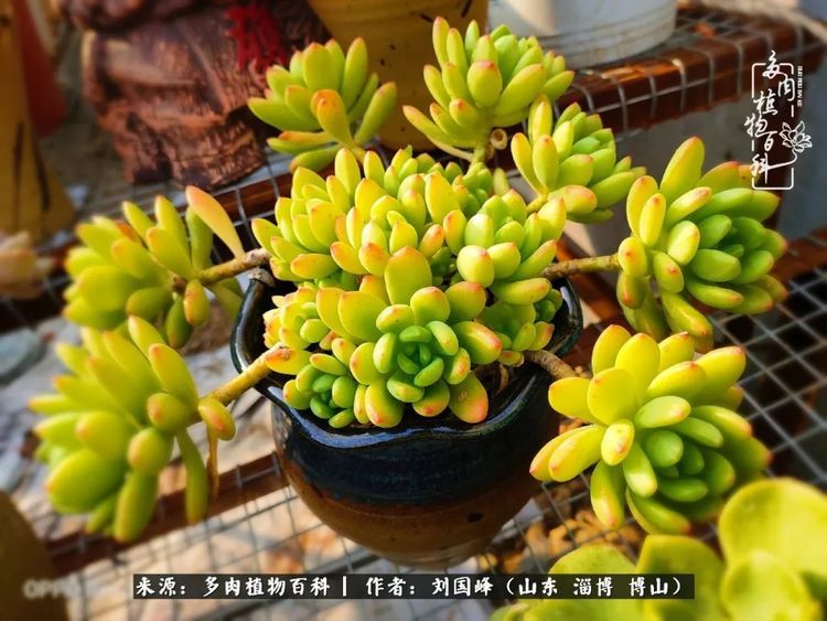 初冬 带你领略多肉展上看不到的 惊艳 你准备好了吗 腾讯新闻