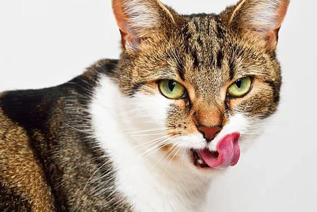 猫咪一直不吃饭是怎么回事 猫食欲不振的这10个原因你得了解 腾讯新闻