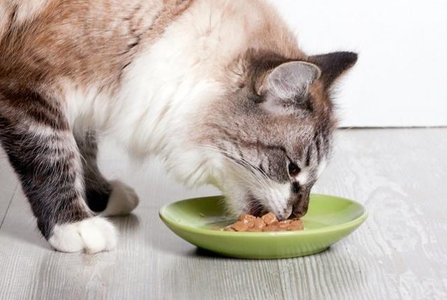 猫咪一直不吃饭是怎么回事？猫食欲不振的这10个原因你得了解_腾讯新闻