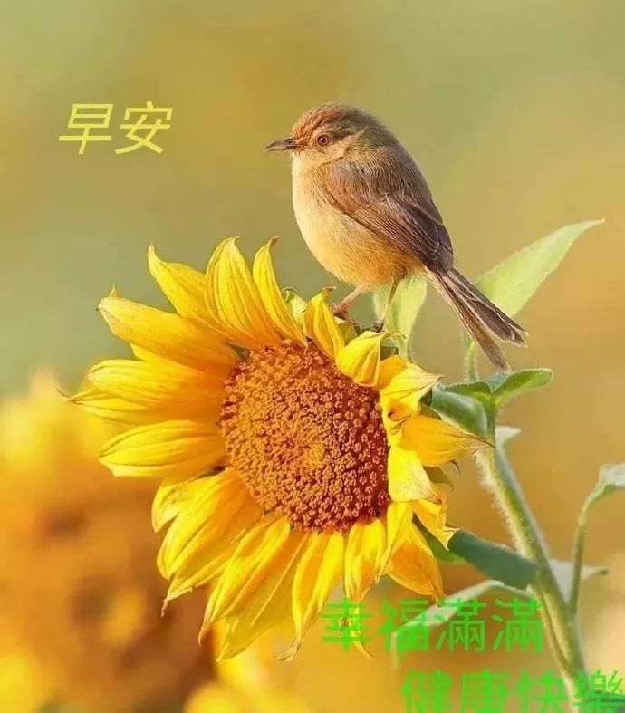 最新版早上好问候语动态图片大全,微信朋友圈早晨问候语