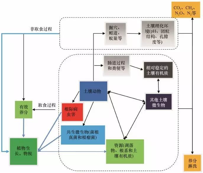 土壤食物网对全球变化的响应与反馈 腾讯新闻