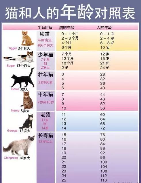 如何判断猫狗是否进入了老年期?