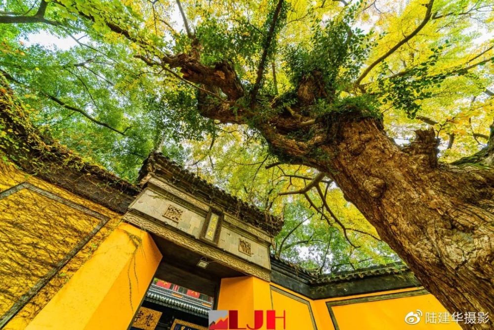 整修惠山寺时 曾沿山门亲手种植了十八棵银杏树 象征着十八罗汉镇山门