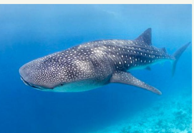 这是世界上最大的水族馆 里面养着鲸鲨 安检比机场严格 腾讯新闻