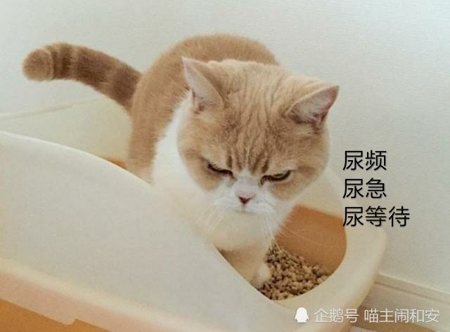 青年猫压力大 学会给猫咪减压 小心自发性膀胱炎找上自家猫咪 腾讯新闻