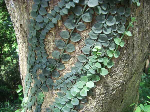 藤萝系甲的八字因组合不同,也有较大的区别