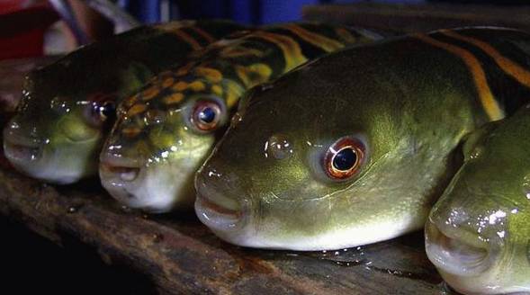 北海一市场有人偷卖龟鱼被执法人员当场抓获