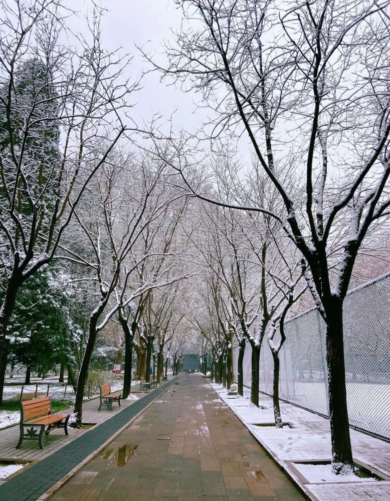 國際關係學院雪下得很慢校園也變得夢幻北京城市學院多了幾分潔白多了