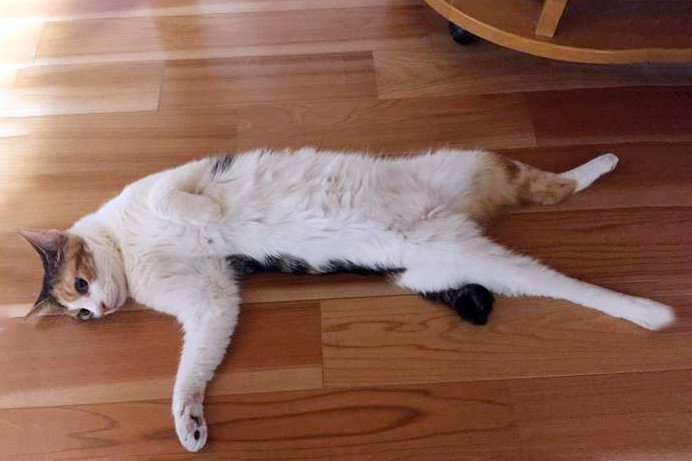 猫咪冬天十大取暖神器，据说集齐之后，可以召唤一大群喵星人！_腾讯新闻