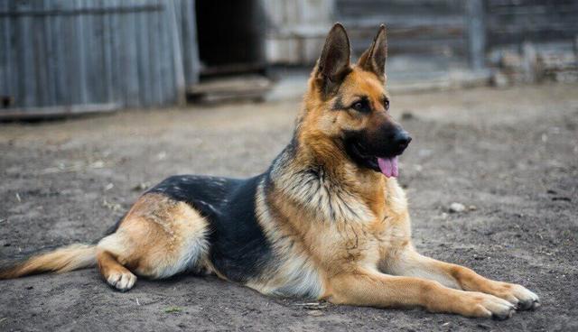 在還沒認清犬種之前,很多人會叫德牧大狼狗,足以看出德牧的威懾力.