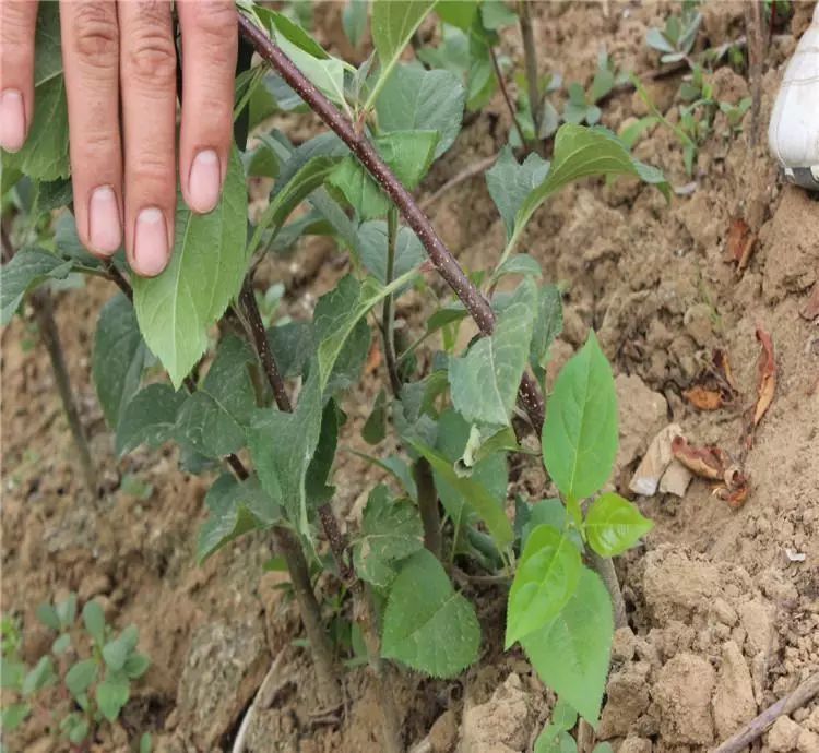 嫁接前砧木的选择与管理