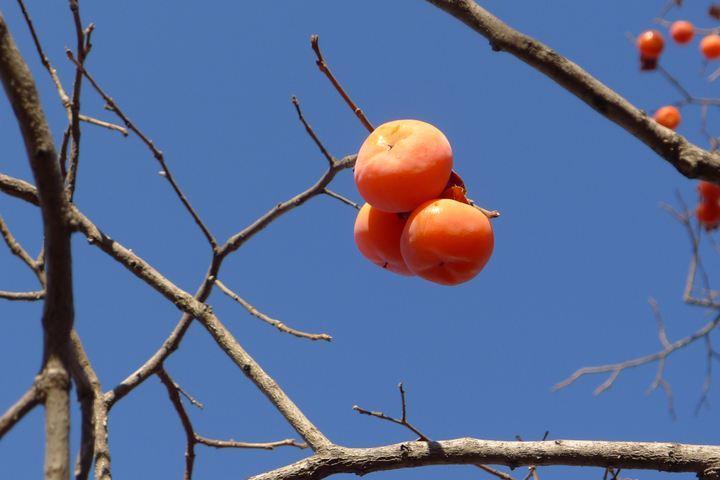 院子裡種植了棵柿子樹,一直髮生鑽心蟲,如何防治?答案來了