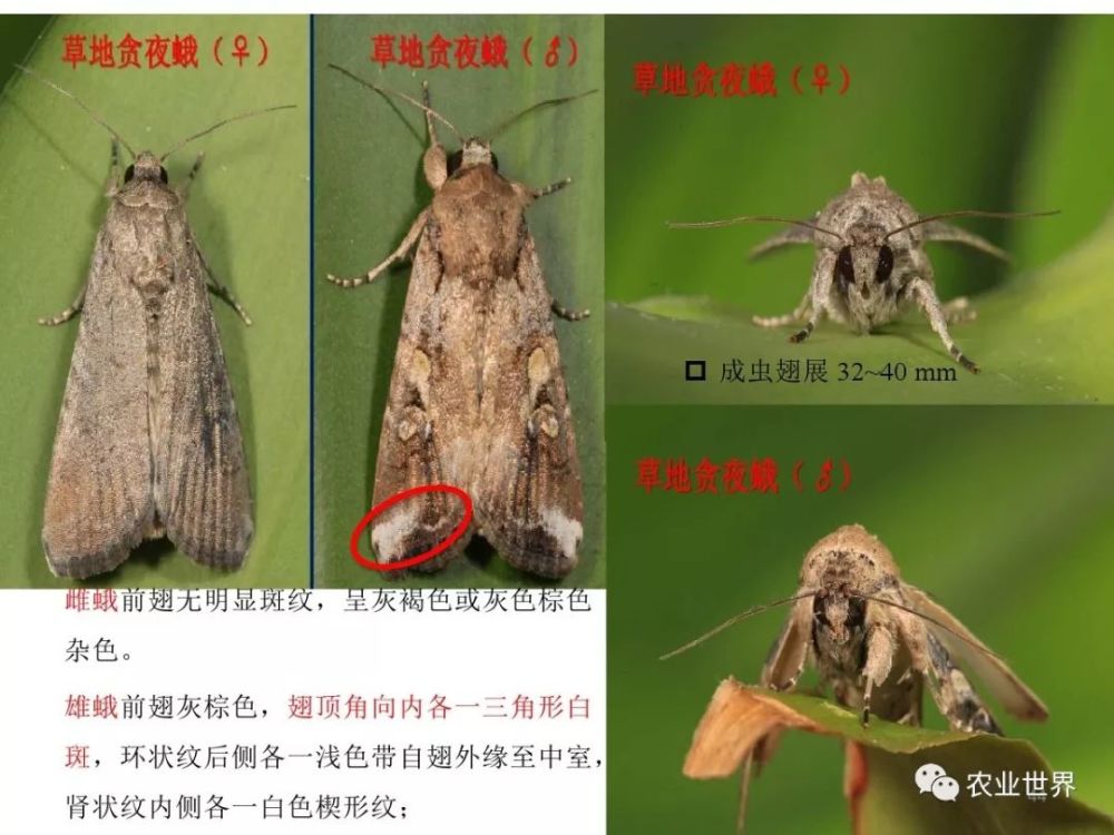 权威指导 全面认识草地贪夜蛾 这样防治最高效 腾讯新闻