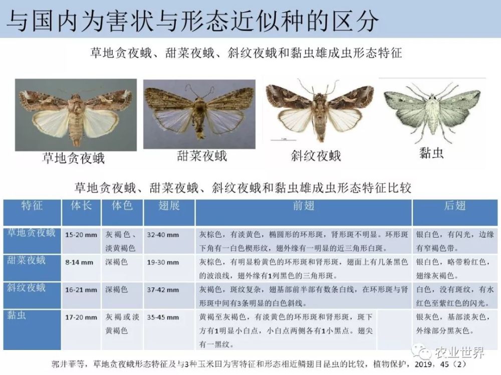权威指导 全面认识草地贪夜蛾 这样防治最高效 腾讯新闻