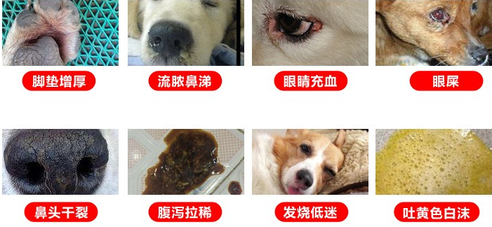 私人宠物医生雄爸 犬瘟热初期症状有哪些 有啥好办法 不走弯路 腾讯新闻