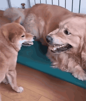 都是第一次当狗我凭什么让着你