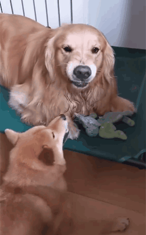 都是第一次当狗我凭什么让着你