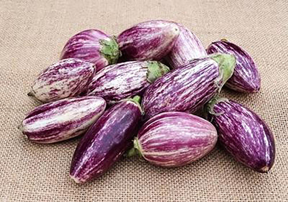 麻糬茄 胭脂茄 圆茄 哪些 茄子 品种不怕黑 腾讯新闻