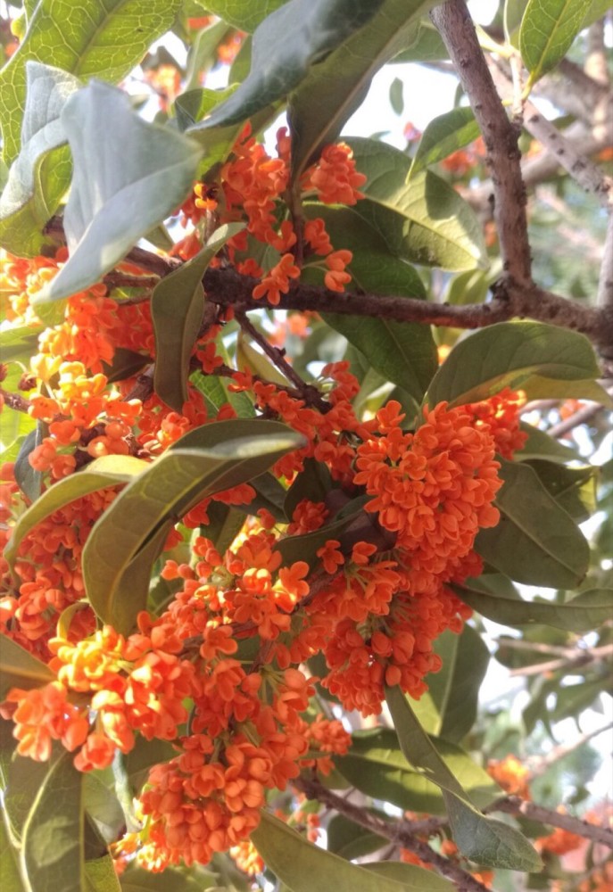 农村有个小院 就种一些 花草树木 有花有果 春夏秋冬都很美 腾讯新闻