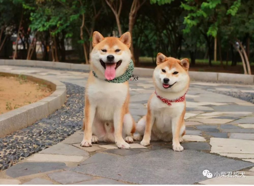 柴犬体重与食量对照表-千图网