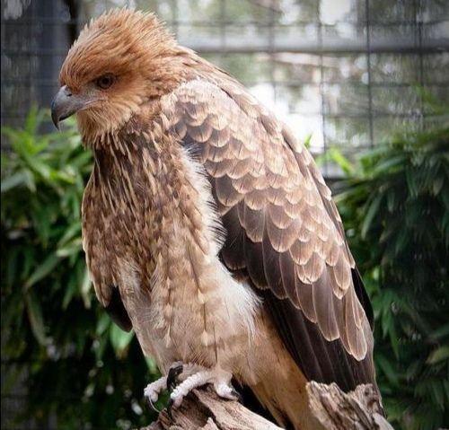 鸟类也会用火 澳洲山火难灭的原因找到了 此鸟会不断制造起火点 腾讯新闻