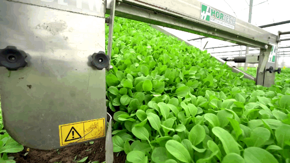 上海蔬菜生产"机器换人"进度如何?这场现场推进会让人信心百倍