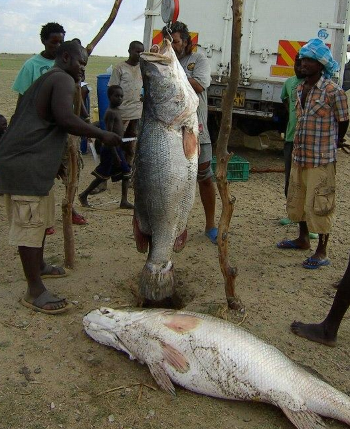 鲈鱼在非洲横行霸道,都长成了球,当地人:懒得捡,没人吃