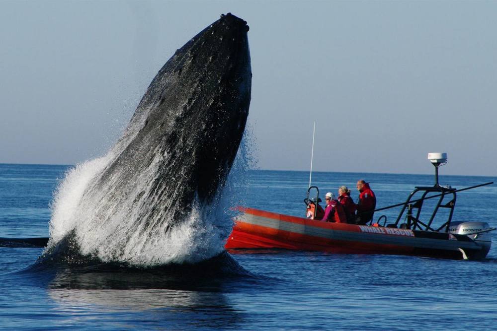 鲸鱼浑身都是肉,能潜千米深海,为什么潜艇只能潜四五百米?