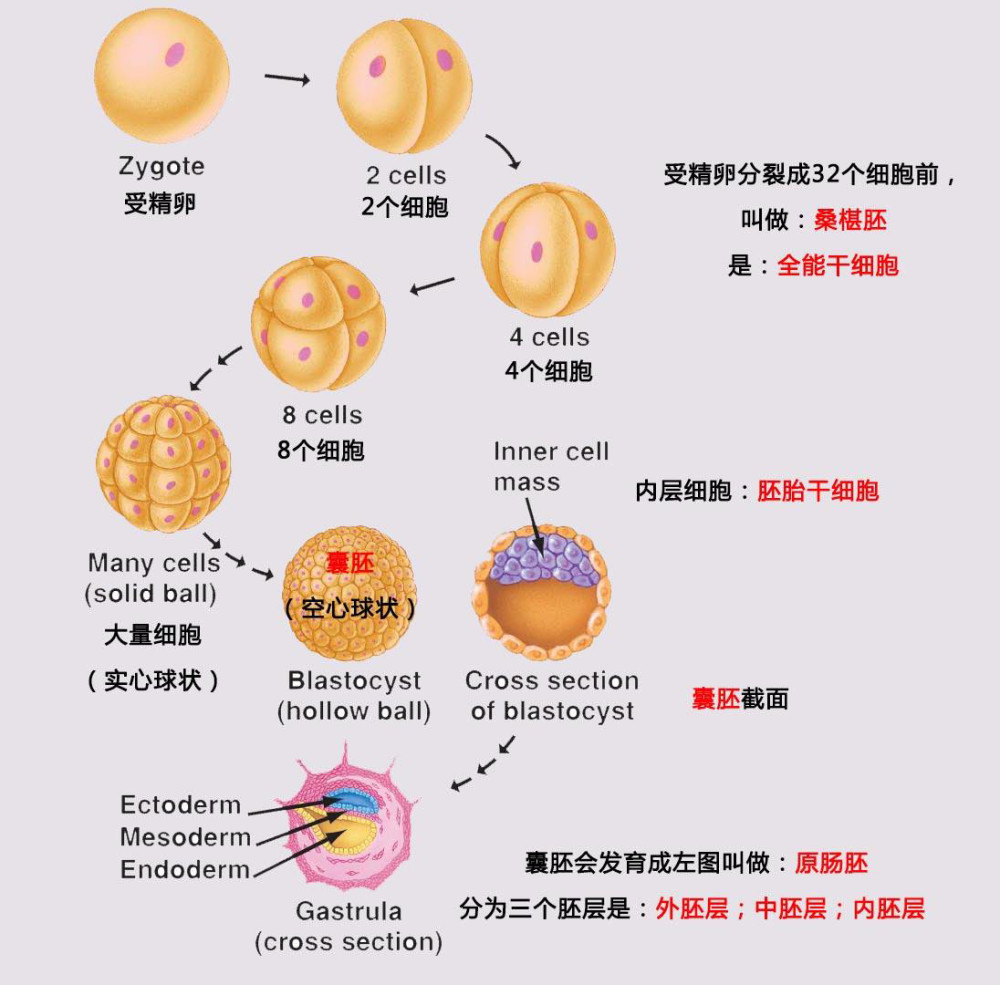 胚层分化图片