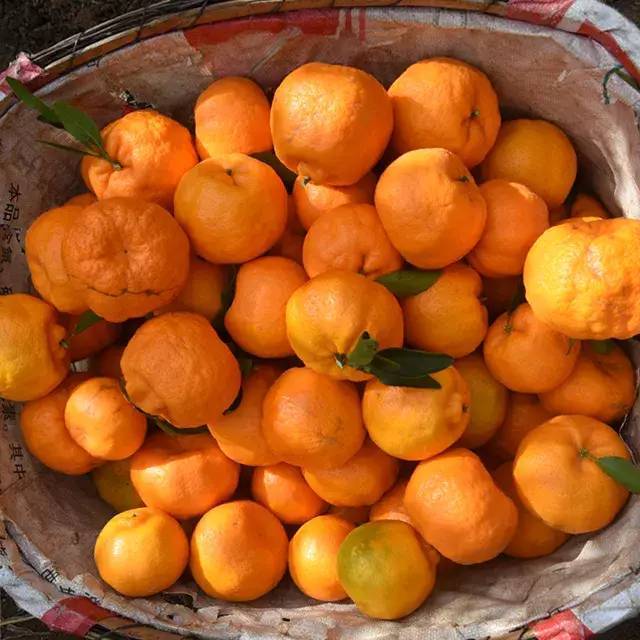 又到了吃椪柑的季节,超甜橘子味超浓,果粒q弹饱满