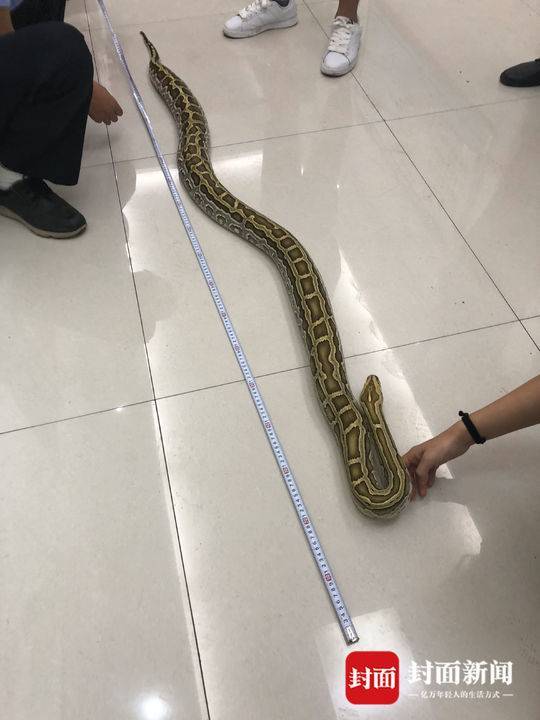 吓人四川这地方现两条大蛇系国家一级保护动物