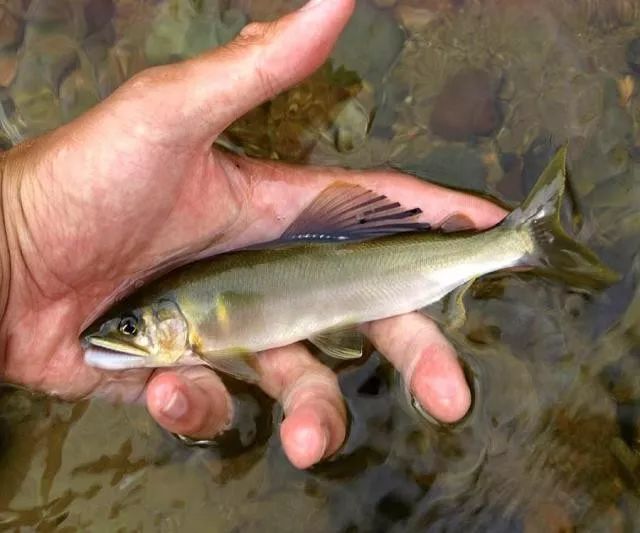 一种冷水鱼,钓鱼人误以为是鲢鱼,可是它的头很小,如今很稀少