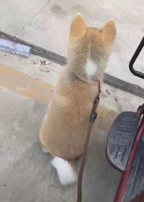 背影像土狗大家也都说是土狗转过脸来才发现错了