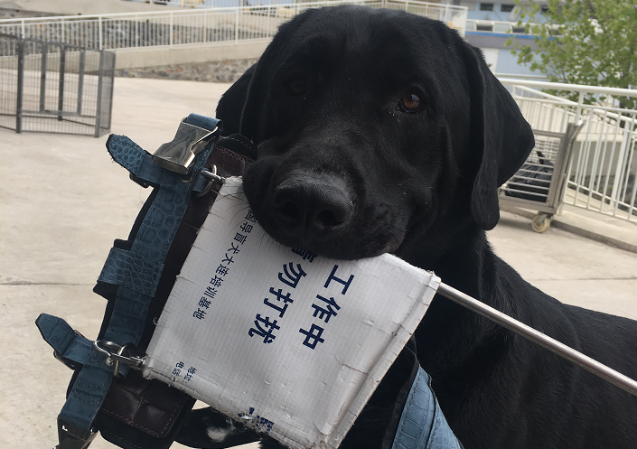 导盲犬是如何工作的培养一只导盲犬所需的费用是多少