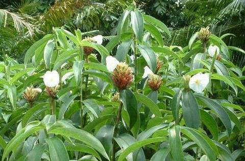 花花|植株|雷公笋|竹子|盆栽