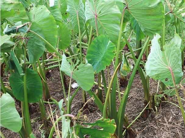 像小儿头一般大以舌尖上的中国而知名的龙香芋1个就1斤多