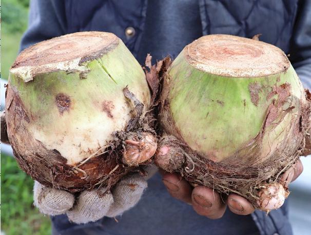 像小儿头一般大以舌尖上的中国而知名的龙香芋1个就1斤多