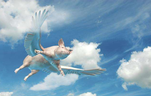 12月23日猪价继续涨年前能否起飞双节在即不妨一看