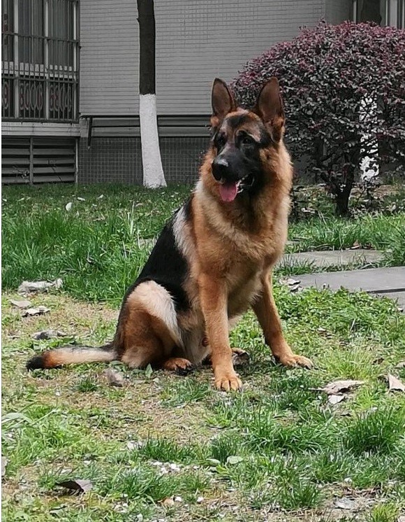 德国牧羊犬,虽然天资聪颖,但训练时还应掌握这些要点