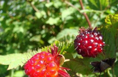 五味子,地坛,野生枇杷等野生水果比比皆是,这种紫黑色的山葡萄也很丰