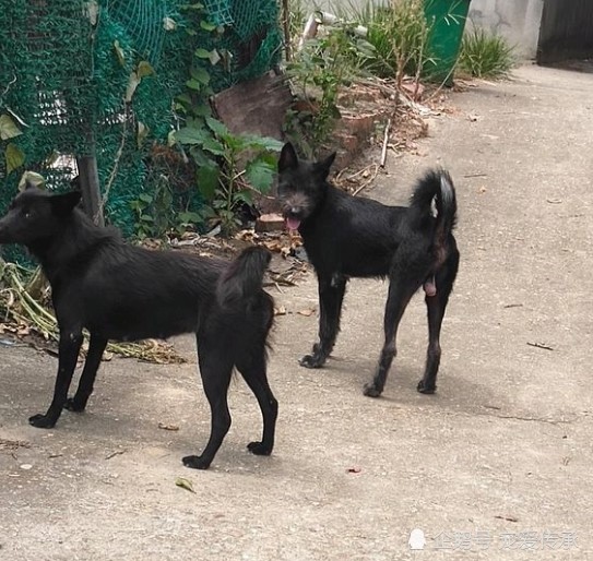 00年前 此犬随道人入山 隐秘于龙虎山中 如今处于半野生状态 腾讯新闻